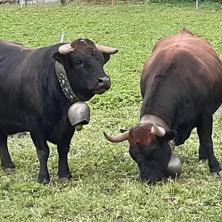 Riebe 331 Apartament