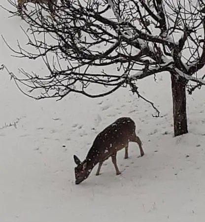 Riebe 331 Apartament *