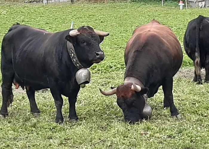 Riebe 331 Appartamento