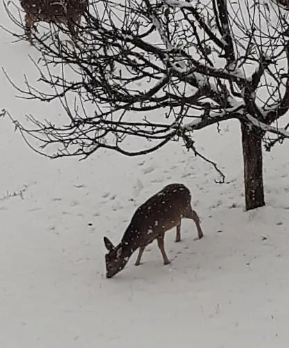 Riebe 331 Appartamento *