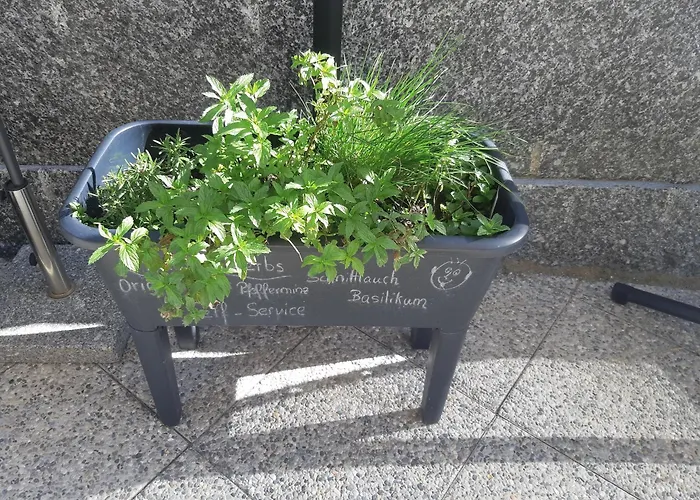 Riebe 331 * 格雷兴